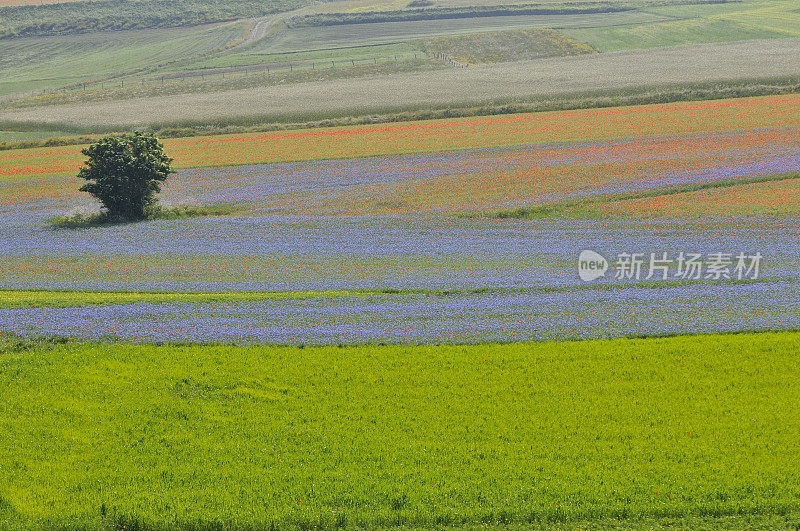 Castelluccio, Norcia, Perugia, Umbria，意大利